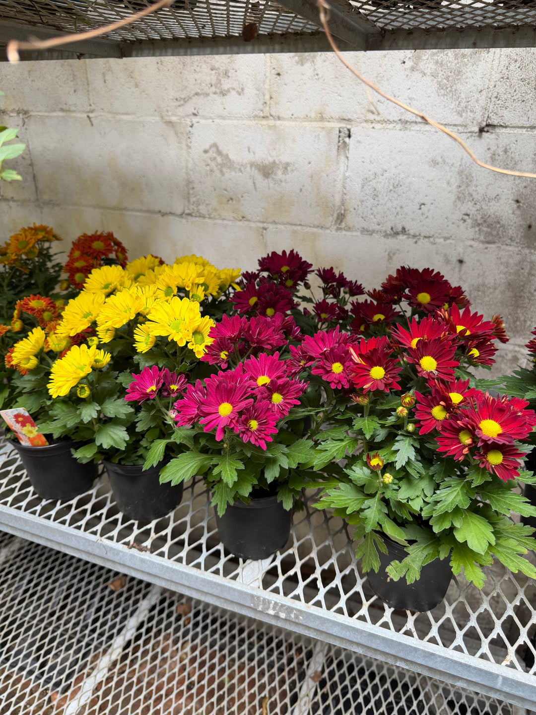 Garden Mum