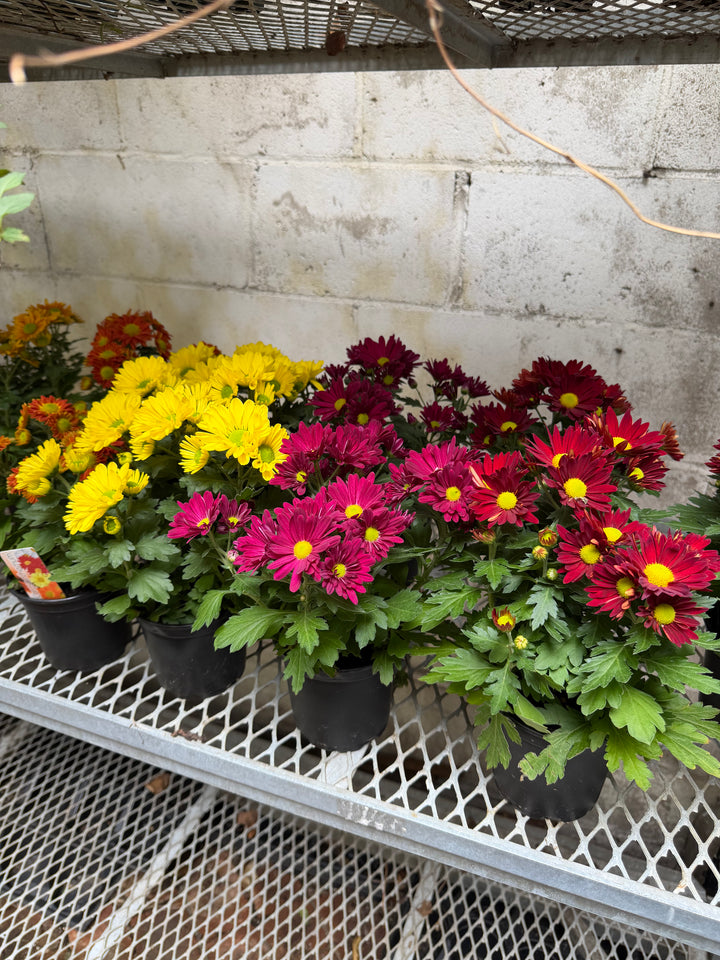 Garden Mum