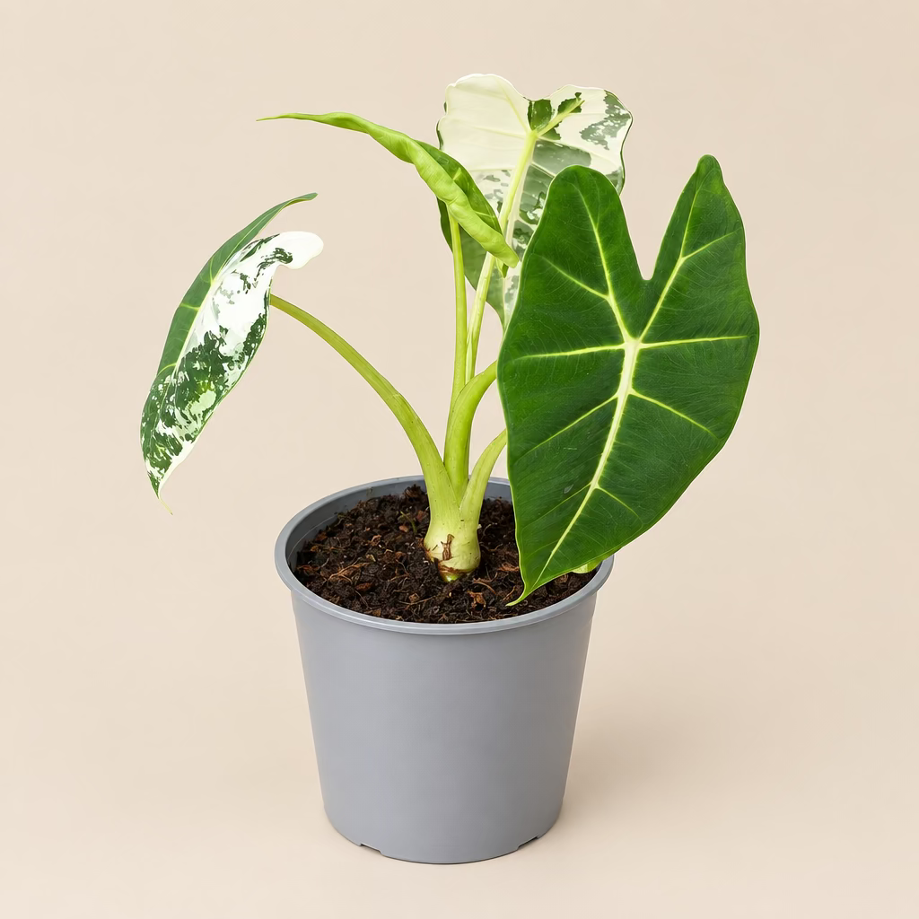 Alocasia "Frydek" Variegated