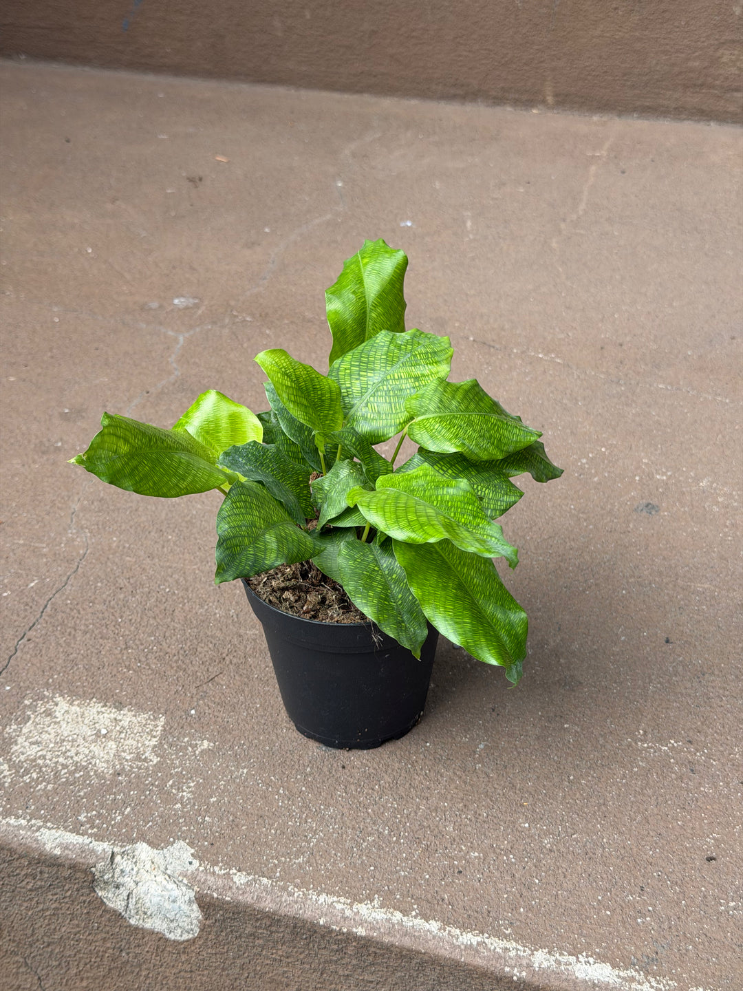 Calathea Network