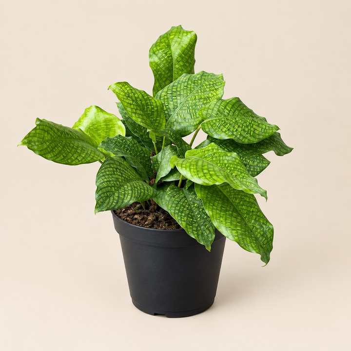Calathea Network