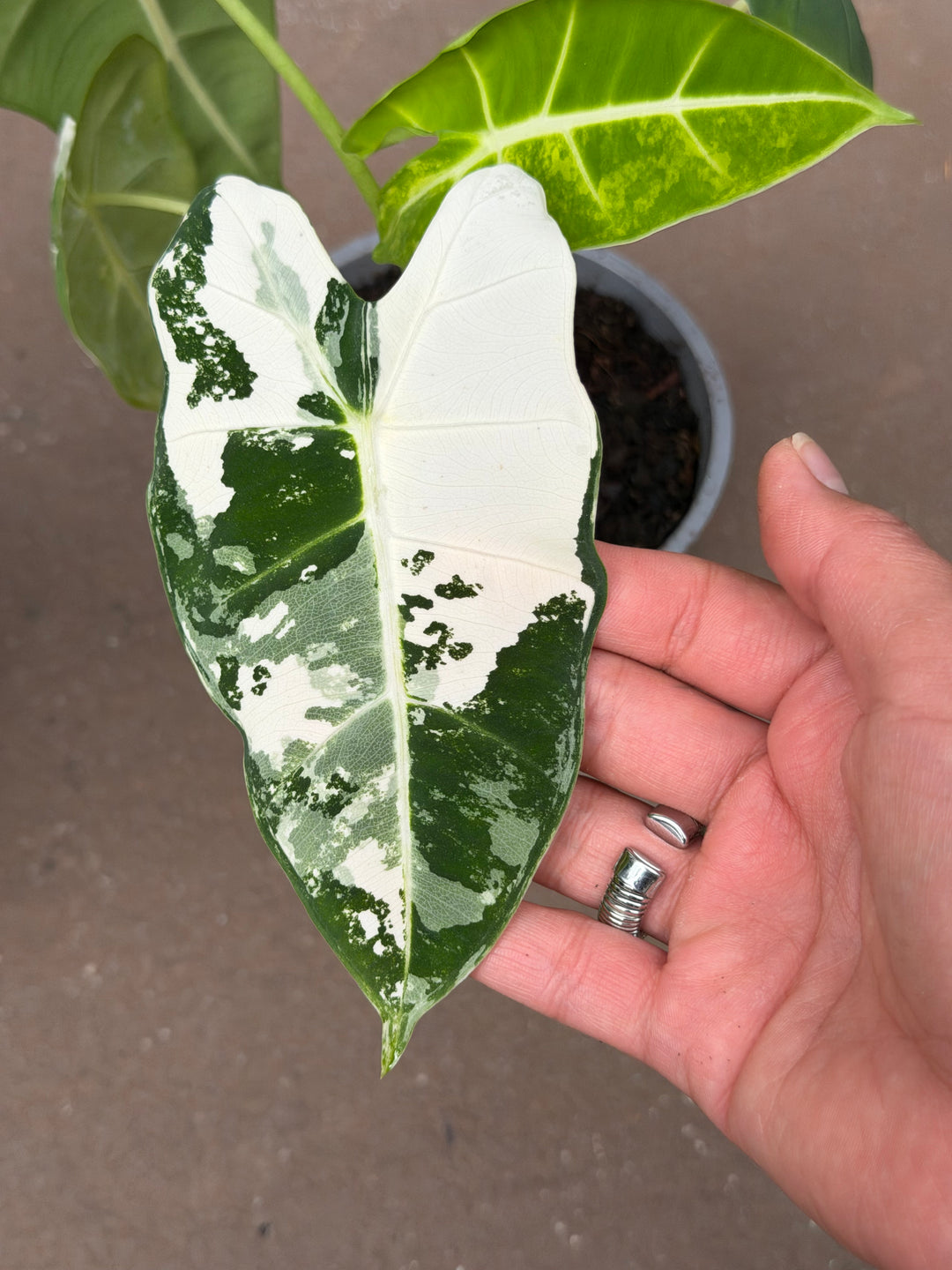 Alocasia "Frydek" Variegated