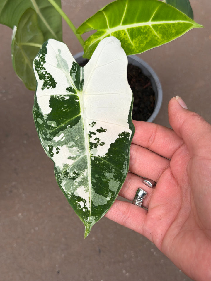Alocasia "Frydek" Variegated