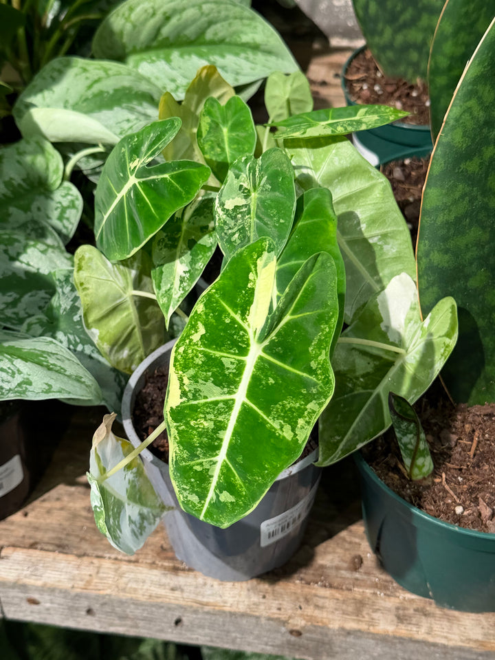 Alocasia "Frydek" Variegated
