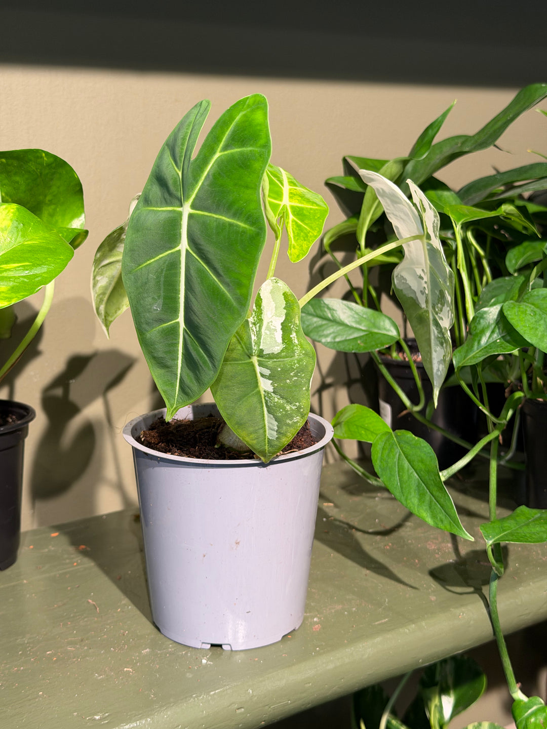 Alocasia "Frydek" Variegated