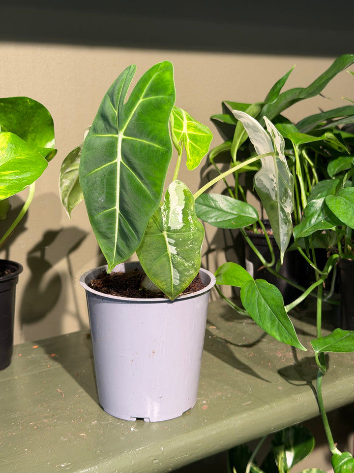 Alocasia "Frydek" Variegated