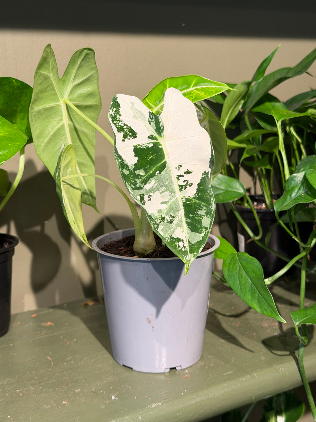 Alocasia "Frydek" Variegated