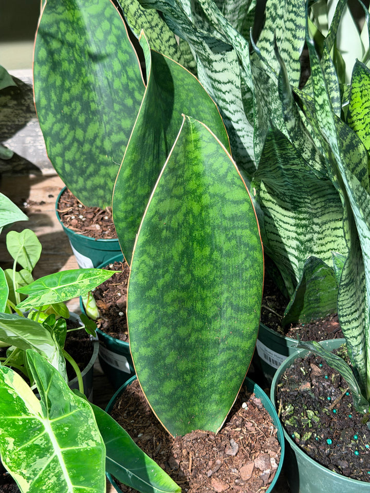 Snake Plant