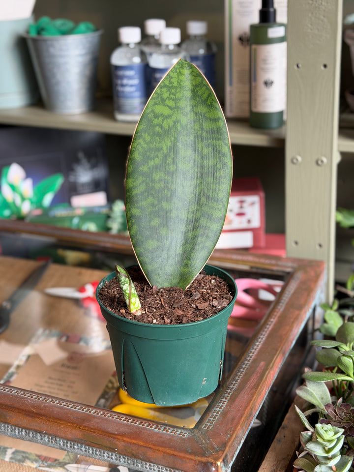 Snake Plant