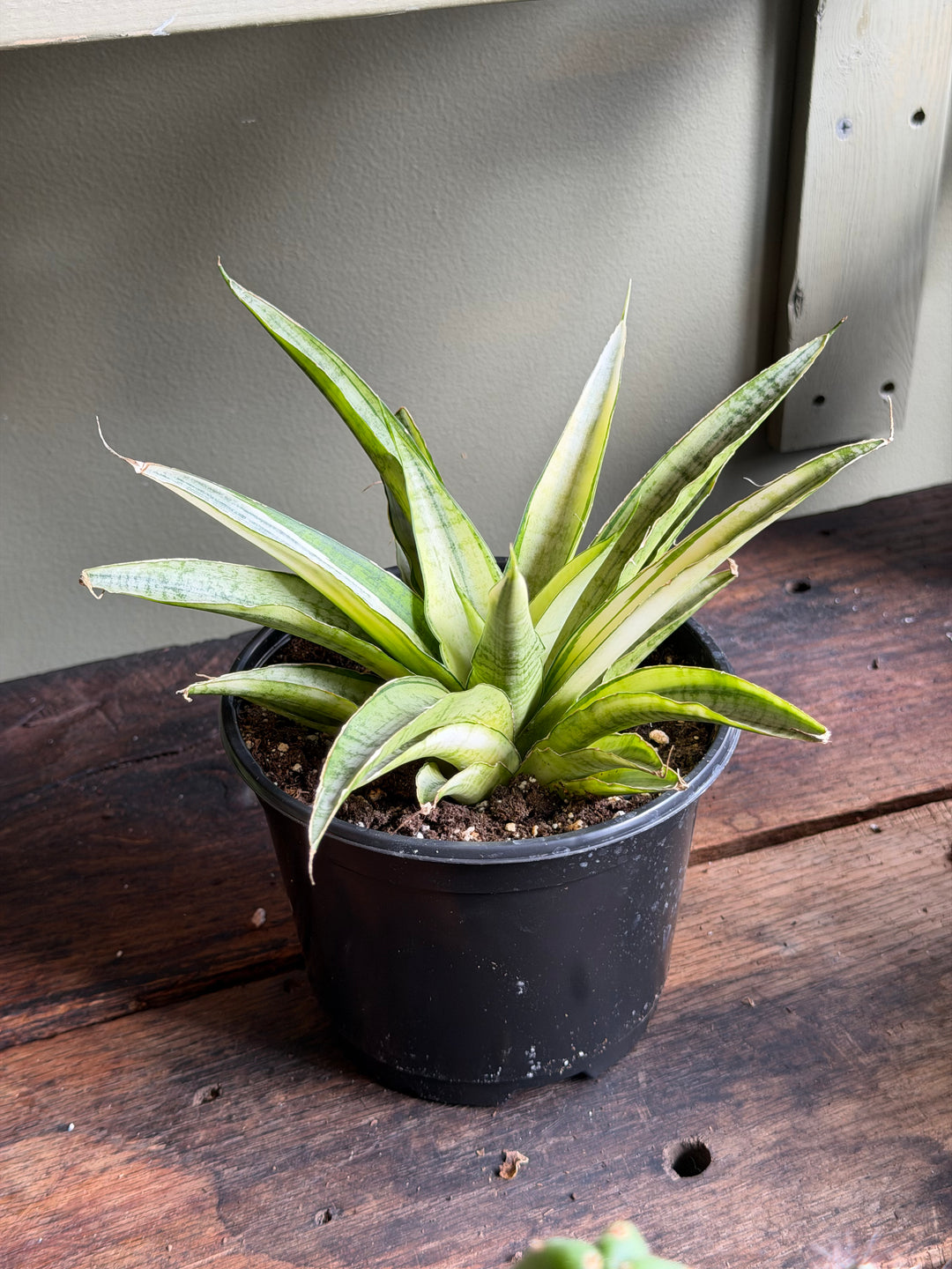 Snake Plant