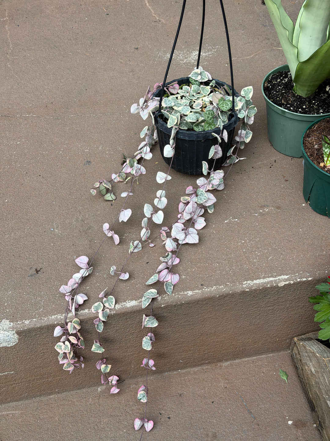 Variegated String of Hearts