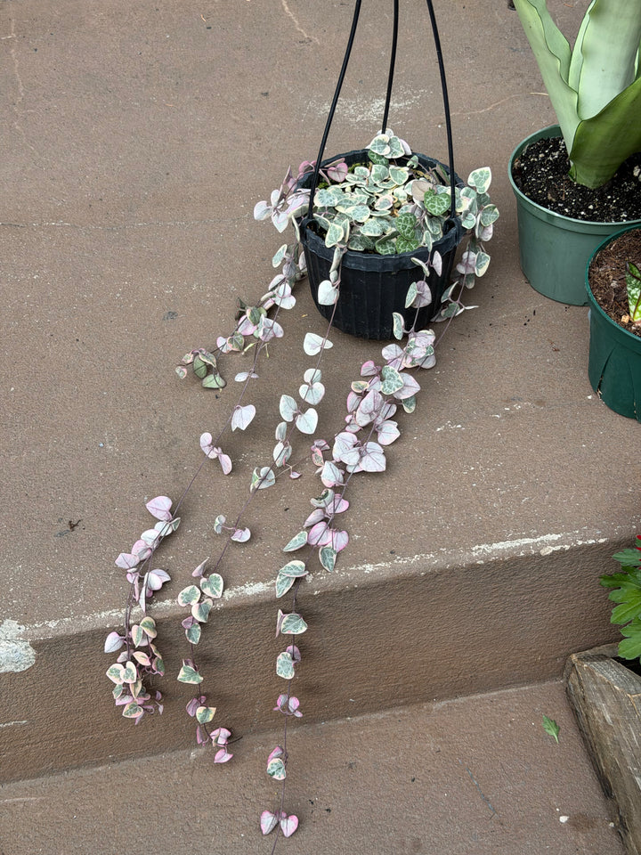 Variegated String of Hearts