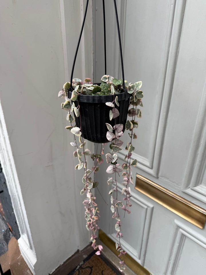 Variegated String of Hearts