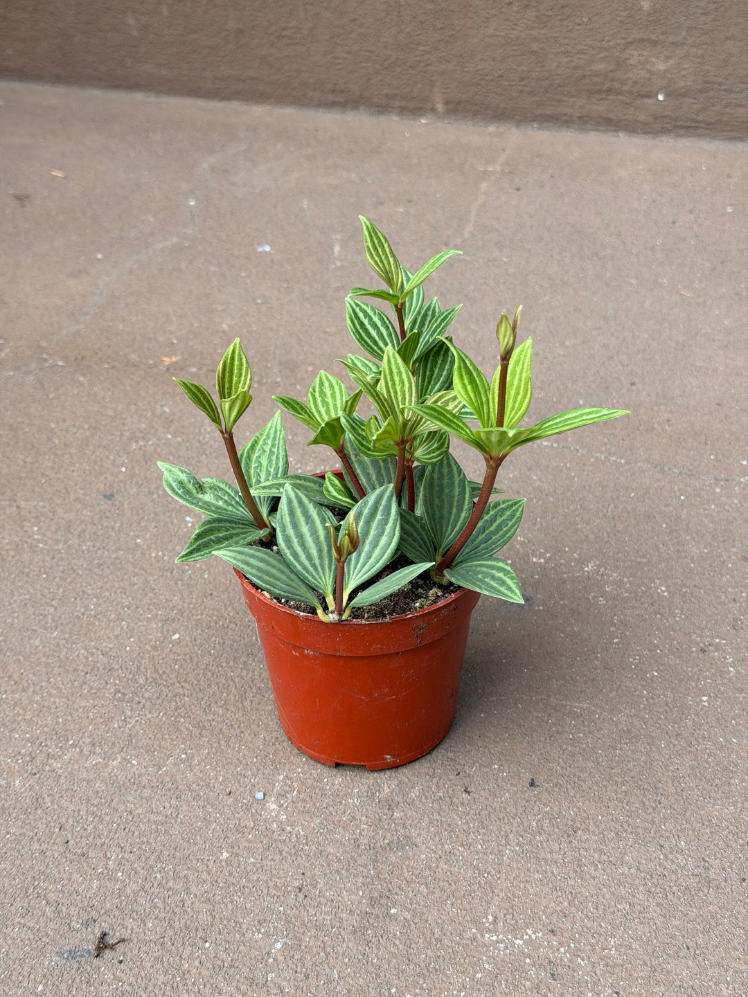 Peperomia