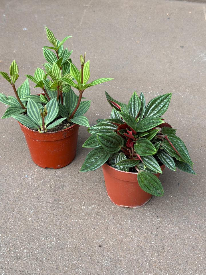 Peperomia