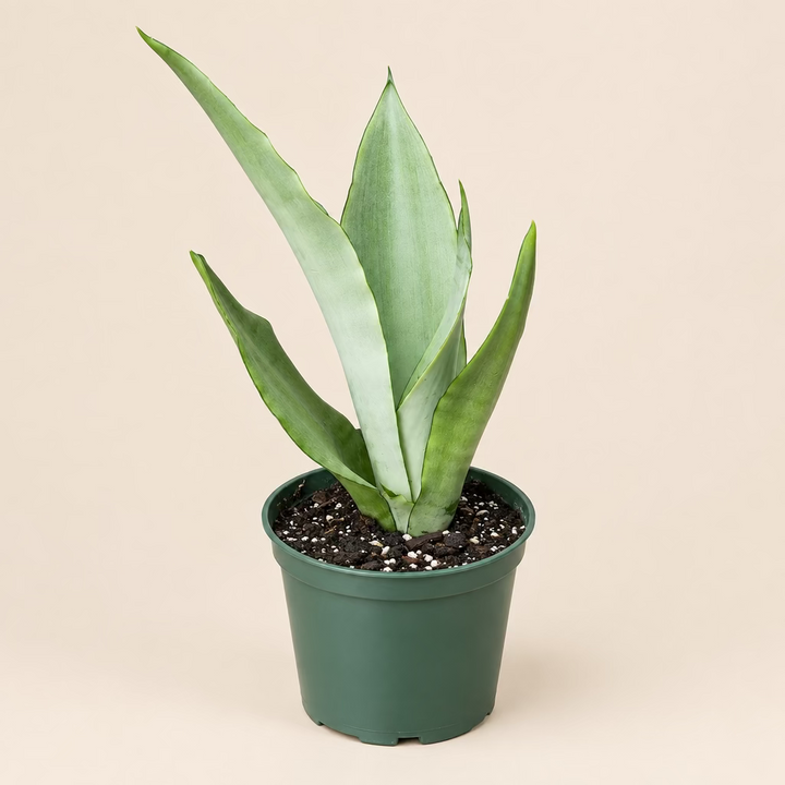 Snake Plant