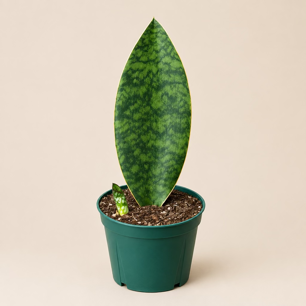 Snake Plant