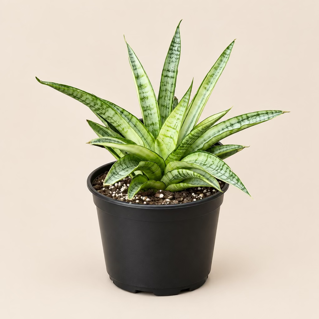 Snake Plant