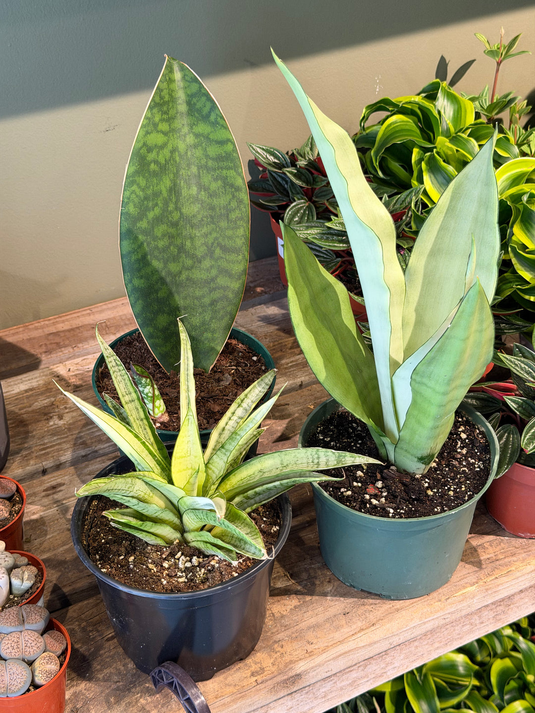Snake Plant
