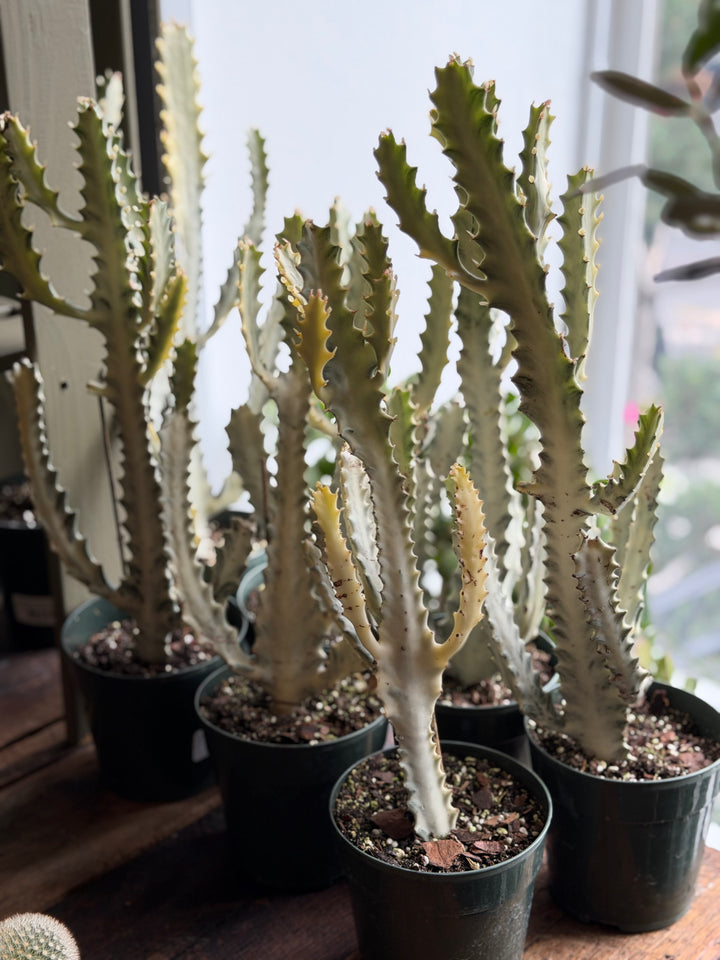 Euphorbia Lactea 'White Ghost'