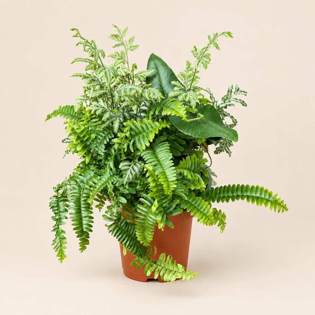 Fern Mini Garden