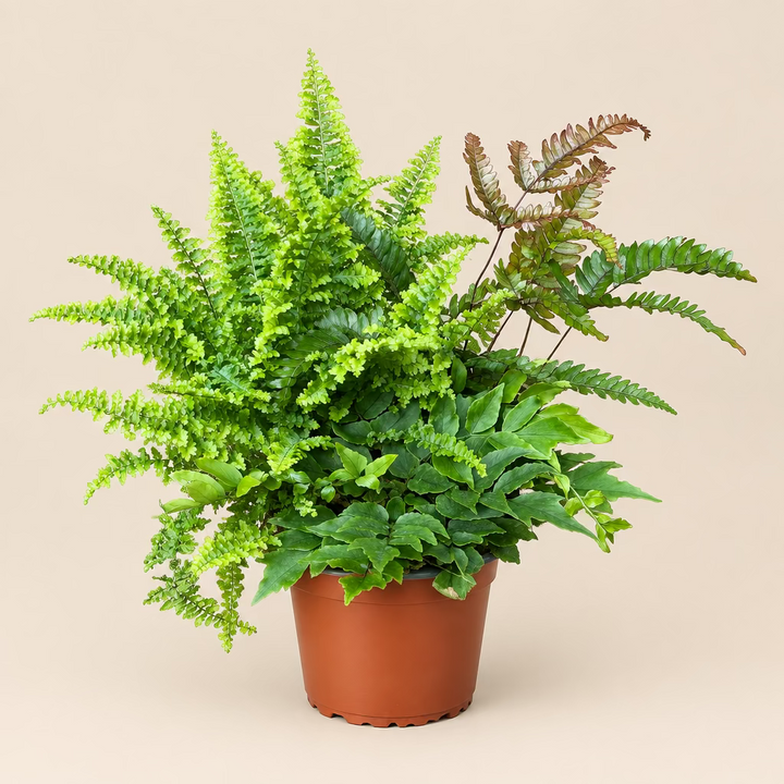 Fern Mini Garden