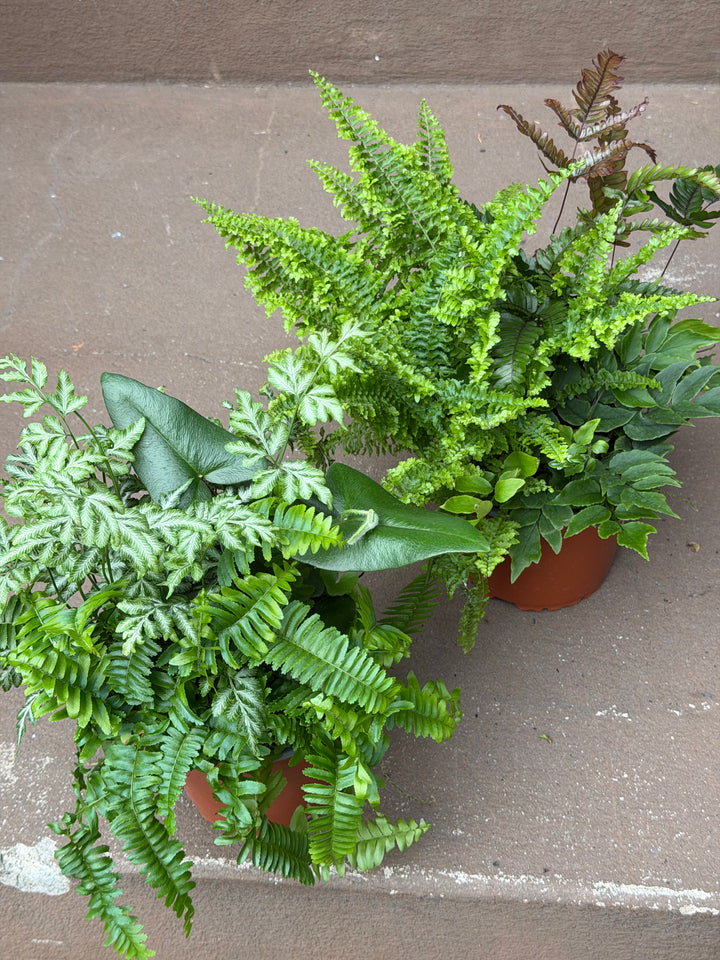 Fern Mini Garden