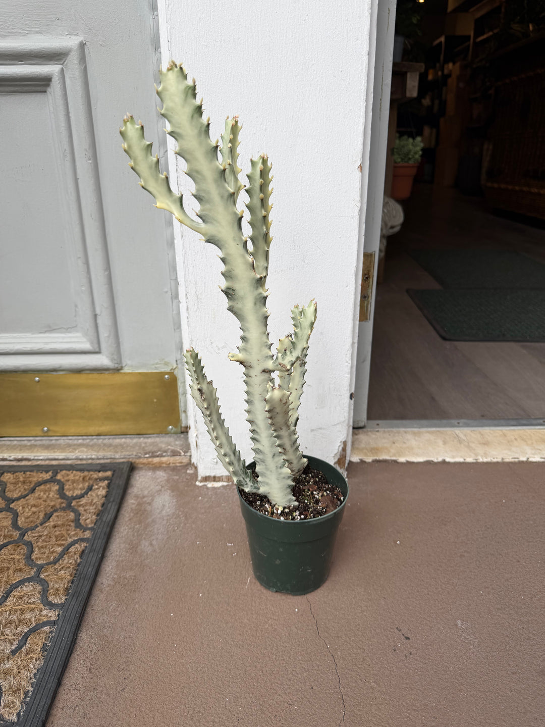 Euphorbia Lactea 'White Ghost'
