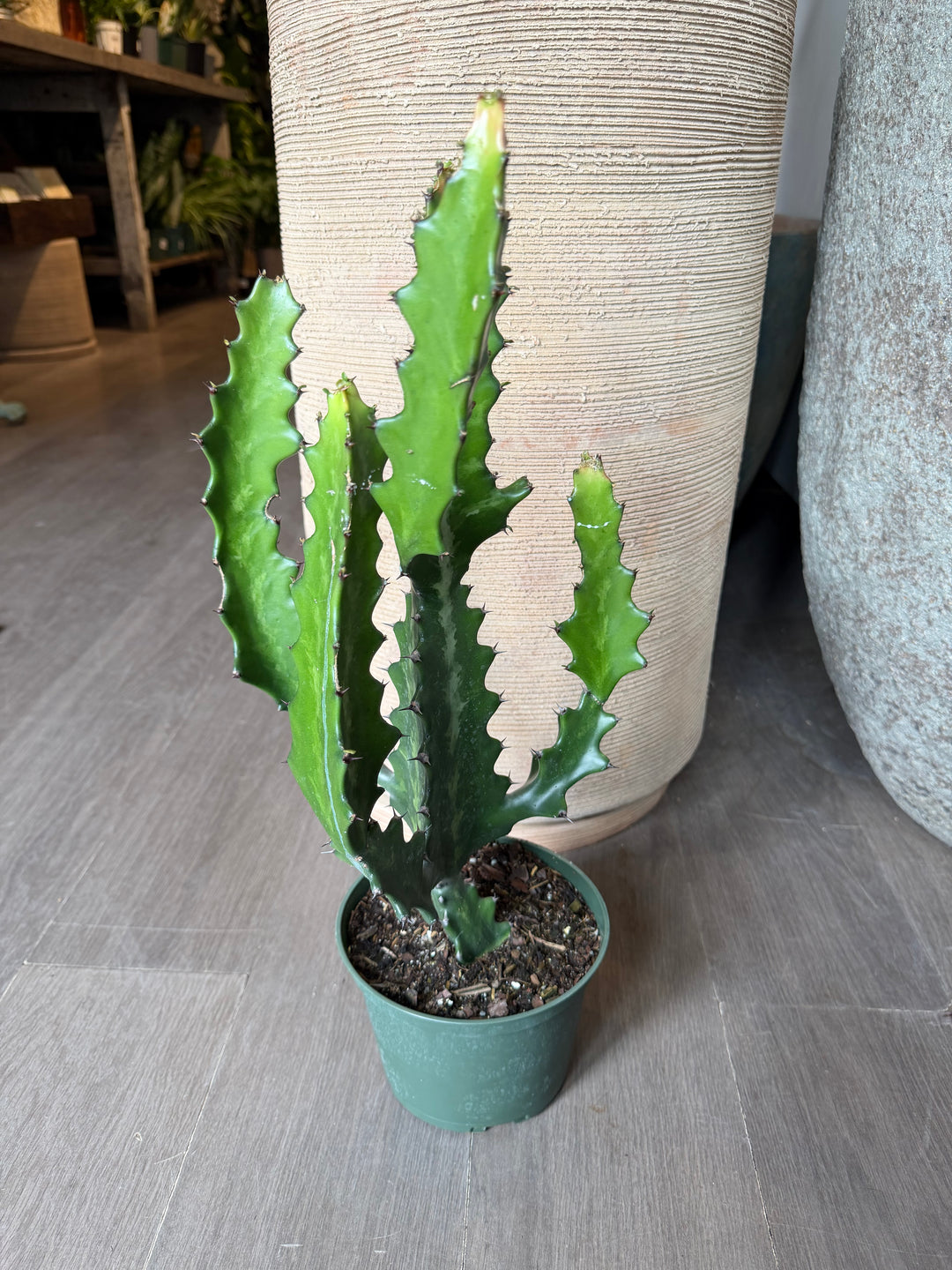 Euphorbia 'Dragon Bones'