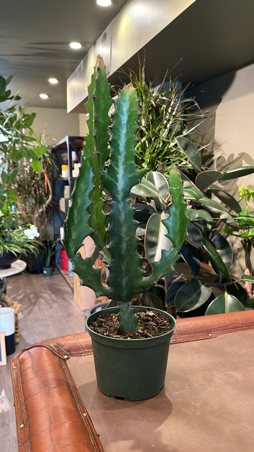 Euphorbia 'Dragon Bones'