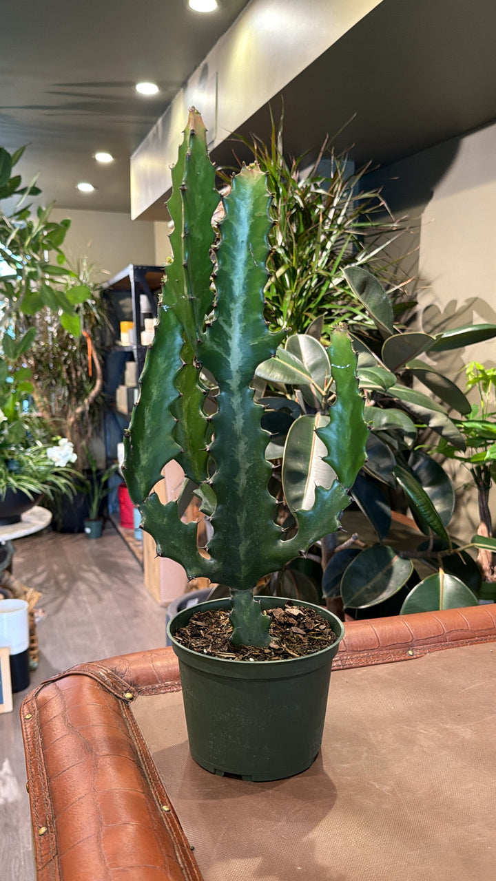 Euphorbia 'Dragon Bones'