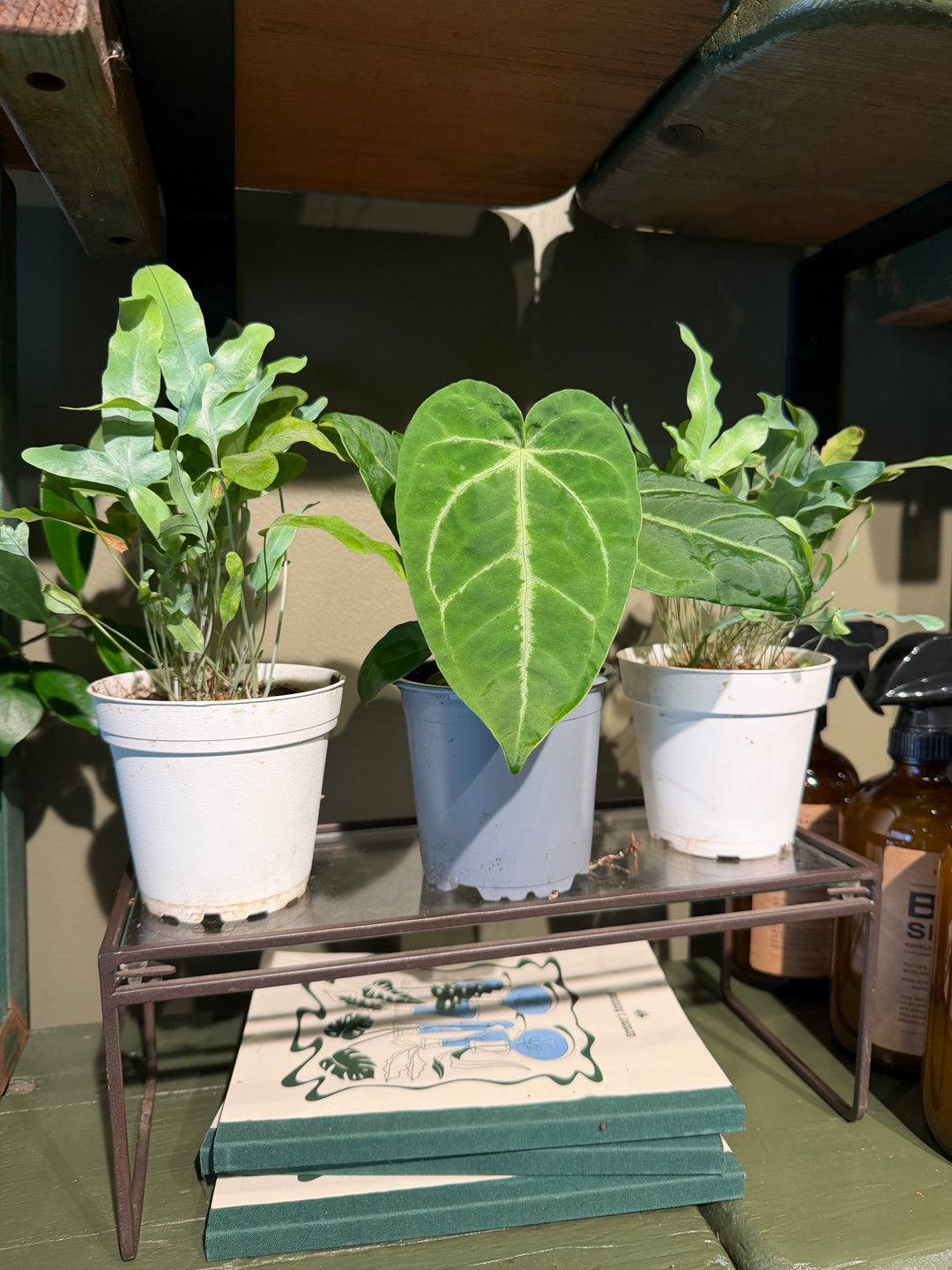 Velvet Cardboard Anthurium