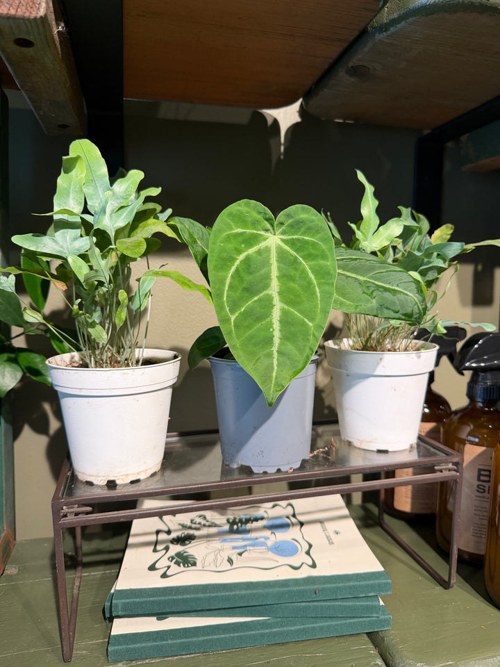 Velvet Cardboard Anthurium