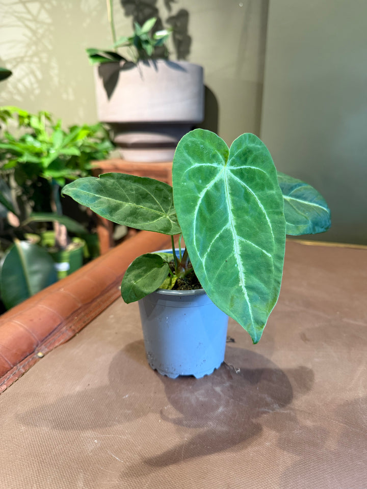 Velvet Cardboard Anthurium