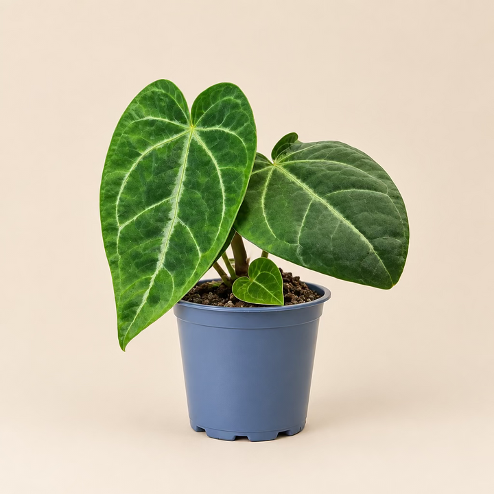 Velvet Cardboard Anthurium