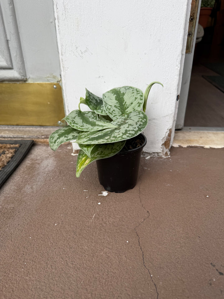 Pothos Silver Splash