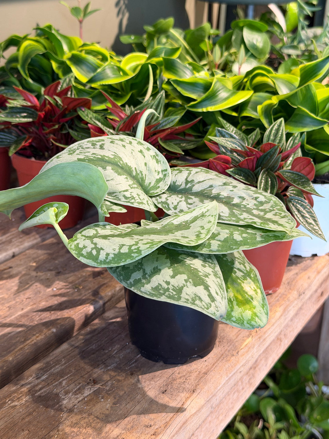 Pothos Silver Splash