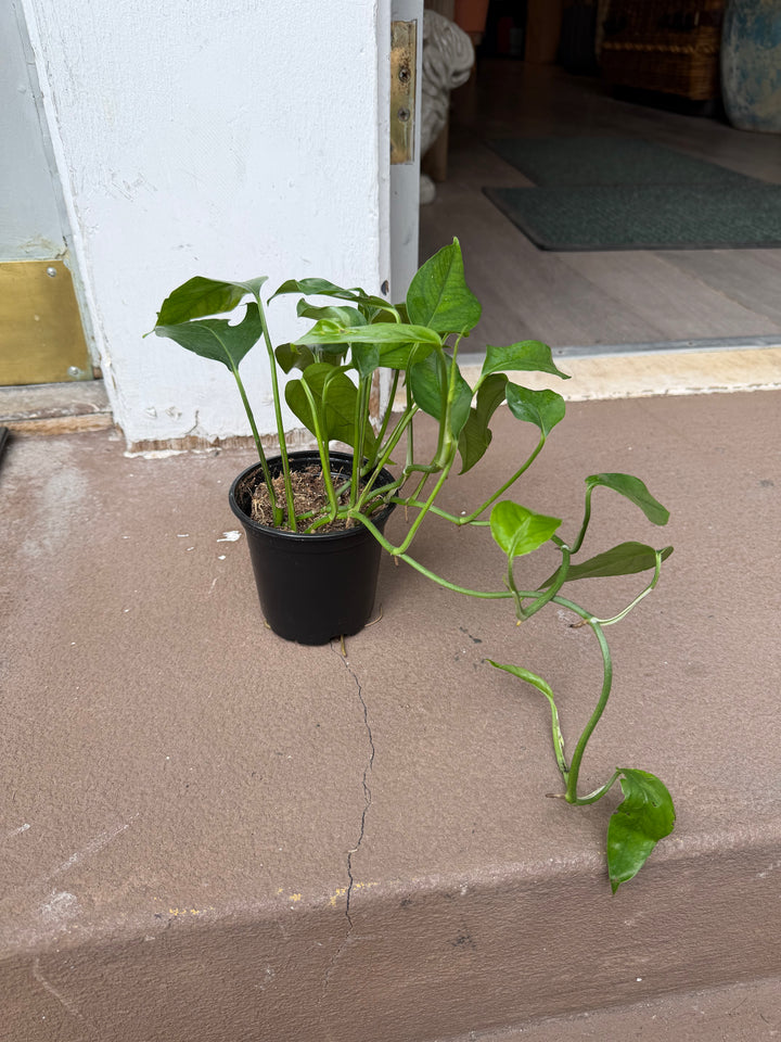 Pothos Baltic Blue