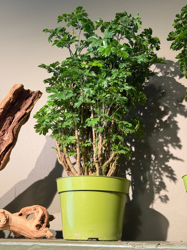 Aralia 'Roble'