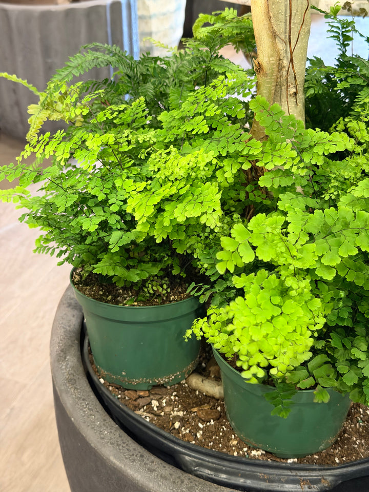 Maidenhair Fern
