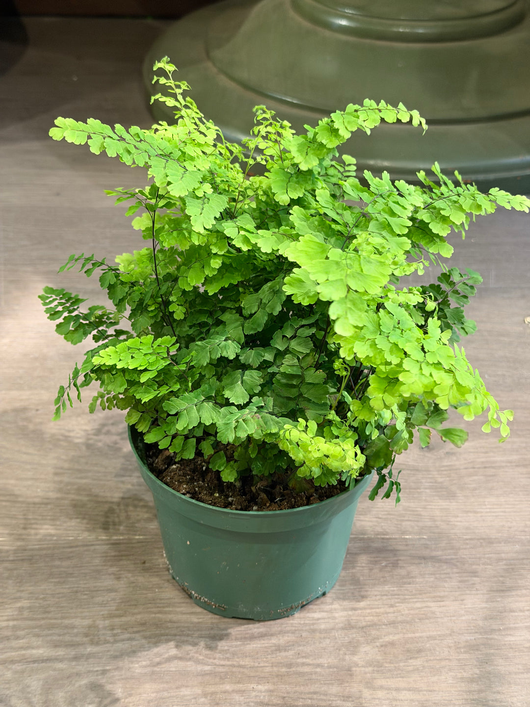 Maidenhair Fern