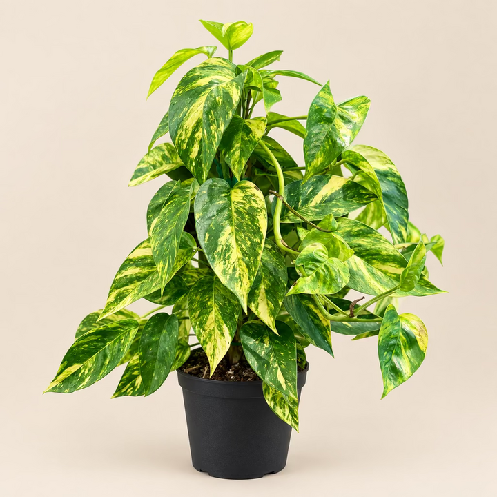 Golden Pothos