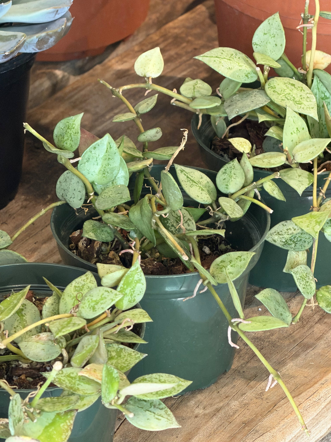 Hoya krohniana 'Eskimo'