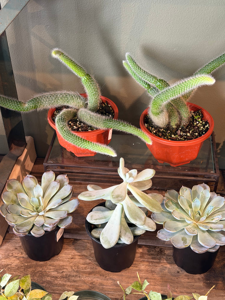 Monkey Tail Cactus
