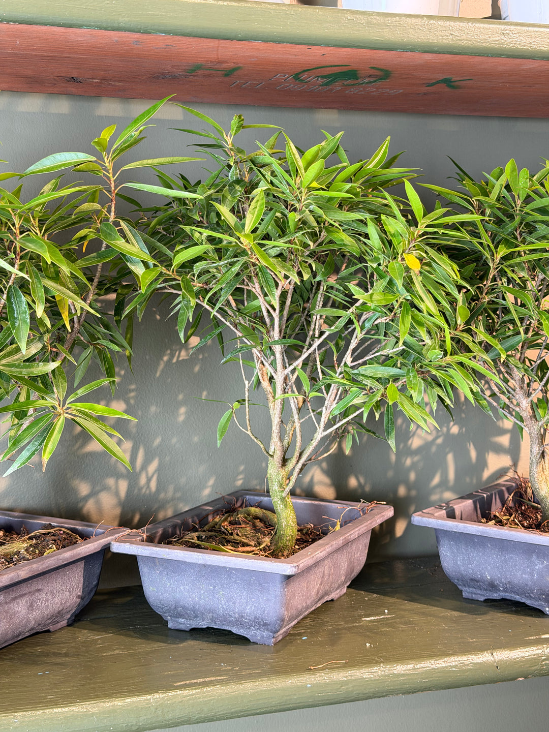 Ficus Bonsai