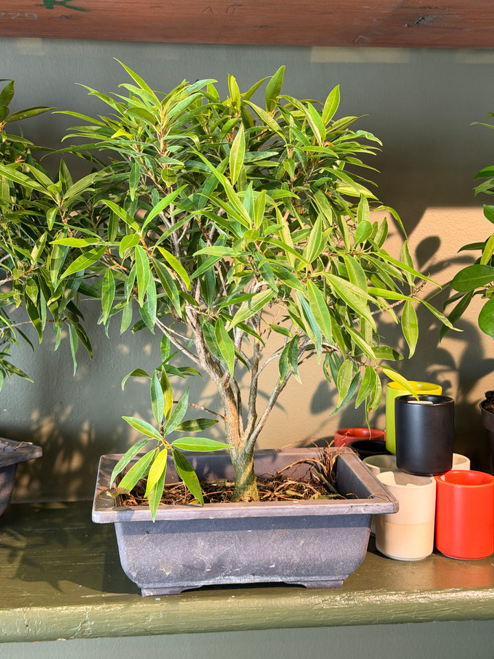 Ficus Bonsai