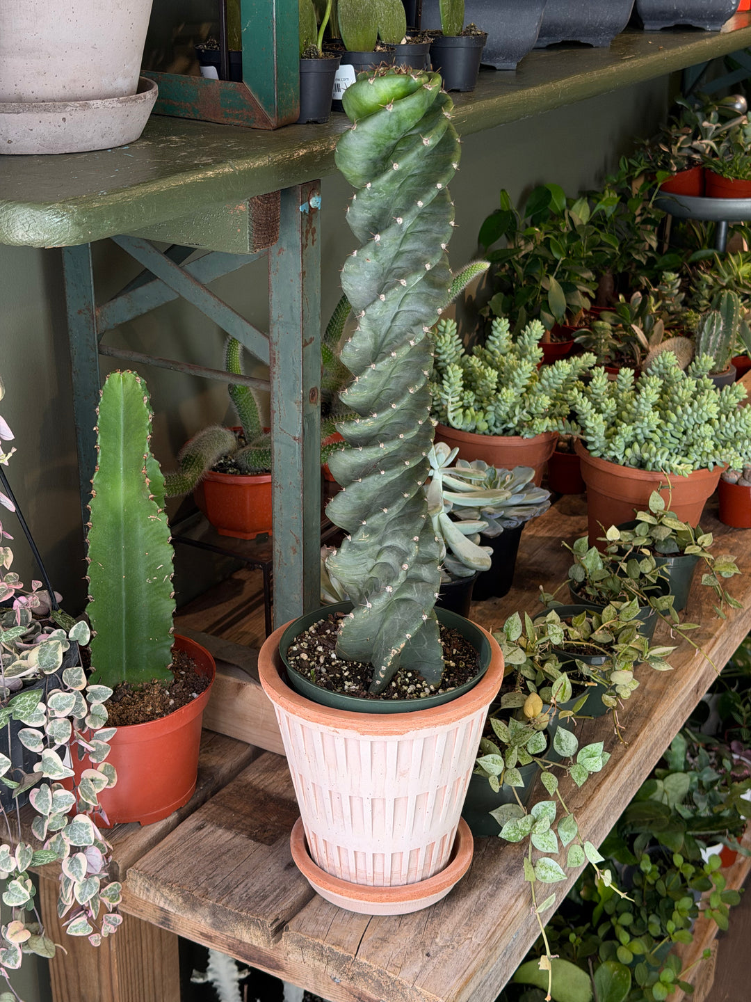 Spiral Cactus
