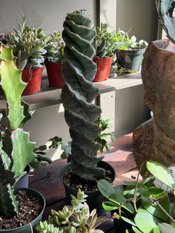 Spiral Cactus