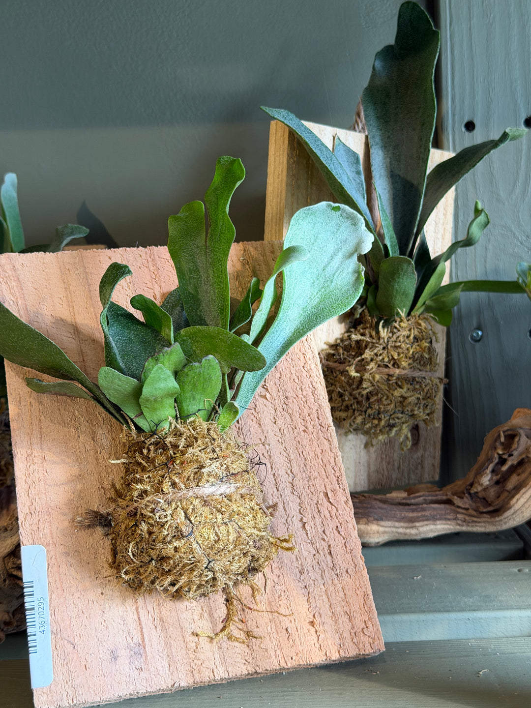 Staghorn Fern