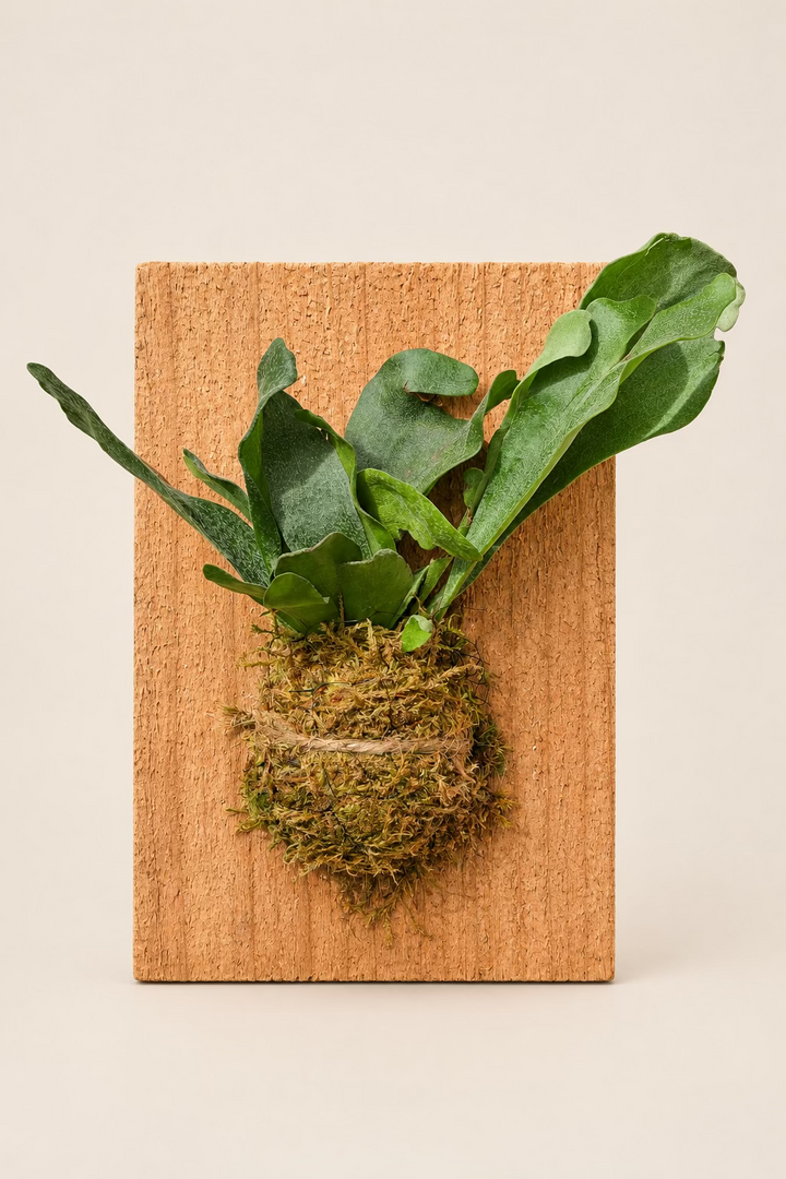 Staghorn Fern
